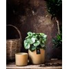 Watermelon Peperomia XL
